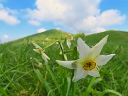 34 Narcissus poeticus (Narciso...sopravvissuto alla grandinata !)
